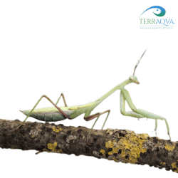 Hierodula Majuscula | Online Sale | TERRAQUA