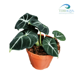 Alocasia Reginula "Black Velvet" | Online Sale | TERRAQUA
