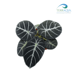Alocasia Reginula "Black Velvet" | Online Sale | TERRAQUA