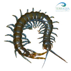 Ethmostigmus trigonopodus for sale.png