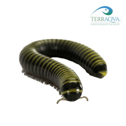 Anadenobolus Monilicornis | Online Sale | TERRAQUA