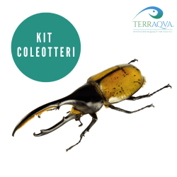 Kit COLEOTTERI; Beetles breeding kit
