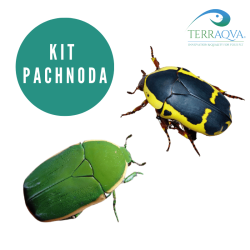 Kit PACHNODA, allevamento pachnoda.png