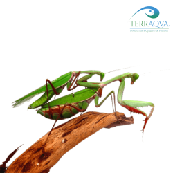 Hierodula Majuscula | Online Sale | TERRAQUA