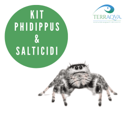 Jumping Spider kit for sale.png