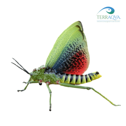 Phymateus viridepis
