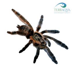 Tapinauchenius Cupreus - Size S | Online Sale | TERRAQUA