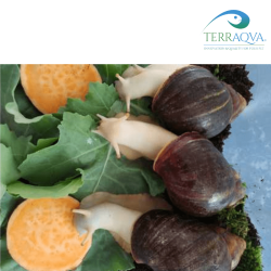 Archachatina Puylaerti Benin - Albino Body | Online Sale | TERRAQUA
