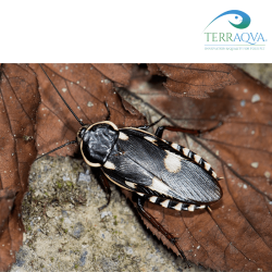 Paranauphoeta Formosana - RARITY | Online Sale | TERRAQUA