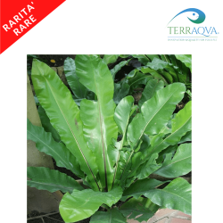 Asplenium Antiquum - Bird's Nest Fern | Online Sale | TERRAQUA
