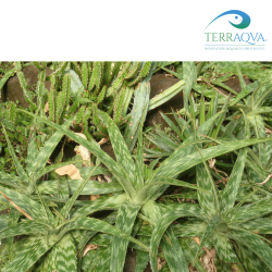 Aloe Zebrina | Online Sale | TERRAQUA