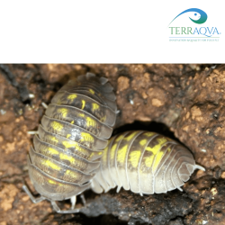 Armadillidium Granulatum - Colony 8 Pcs | Online Sale | TERRAQUA