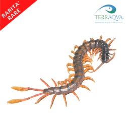 Scolopendra Alipes Multicostis | Online Sale | TERRAQUA