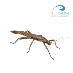 Eurycantha calcarata for sale.png