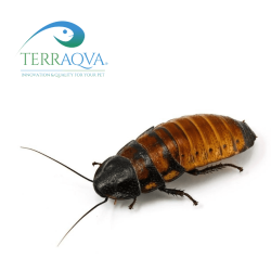 Gromphadorrhina portentosa