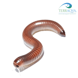 Rhinocricus Spec | Online Sale | TERRAQUA