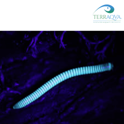 Benoitolus Siamensis - RARITY | Online Sale | TERRAQUA