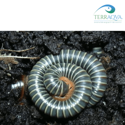 Benoitolus Siamensis - RARITY | Online Sale | TERRAQUA