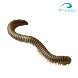 Benoitolus Siamensis - RARITY | Online Sale | TERRAQUA