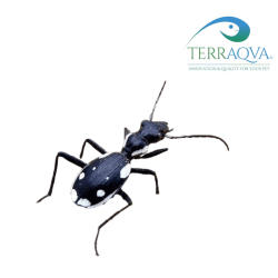Anthia Sexmaculata | Online Sale | TERRAQUA