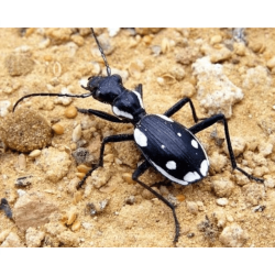 Anthia sexmaculata, in terrario.png