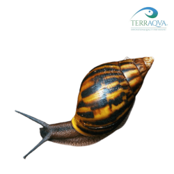 Achatina Achatina | Online Sale | TERRAQUA