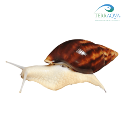 Achatina Fulica White Jade online sales . . . Buy from TERRAQUA