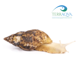 Achatina Reticulata "Albino Body" | Online Sale | TERRAQUA