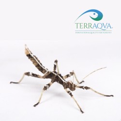 Sungaya inexpectata "Lowland" | Online Sale | TERRAQUA