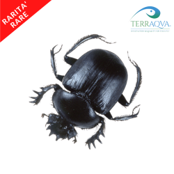 Scarabaeus Sacer - Egyptian Dung Beetle | Online Sale | TERRAQUA