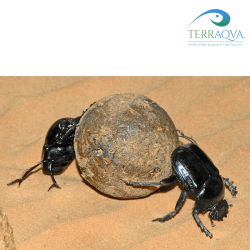Scarabaeus sacer accoppiata.png