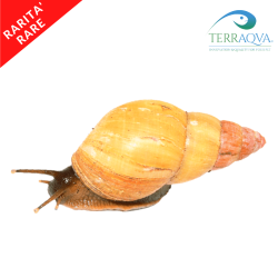 Achatina zanzibarica "Yellow Pink Top".png