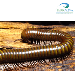 Telodeinopus aoutii "Green".png