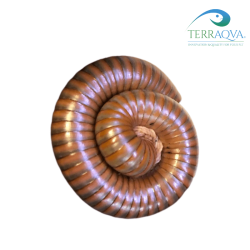 Spirostreptus "Tanzania" | Online Sale | TERRAQUA