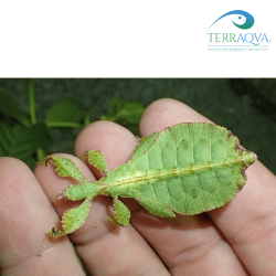 Phyllium Tobeloense "Galela" | Online Sale | TERRAQUA