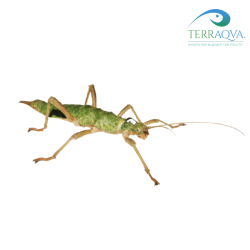 Mearnsiana bullosa for sale.png