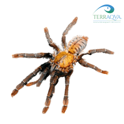 Omothymus Schioedtei - Size S | Online Sale | TERRAQUA