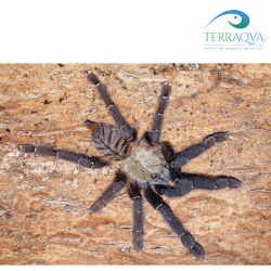 Omothymus Schioedtei - Size S | Online Sale | TERRAQUA