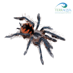 Pamphobeteus Vespertinus - Size S | Online Sale | TERRAQUA