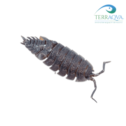 Porcellio echinatus, isopode con spine caratteristiche.png