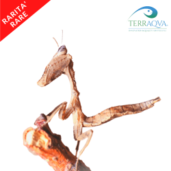 Acanthops erosula - Mantide foglia morta Peru.png