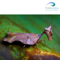 Acanthops Erosula | Online Sale | TERRAQUA