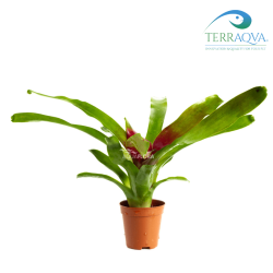 Neoregelia 'Fireball' | Online Sale | TERRAQUA