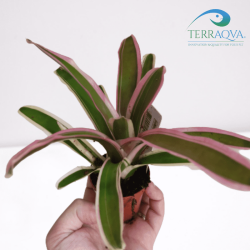 Neoregelia 'Fireball' | Online Sale | TERRAQUA