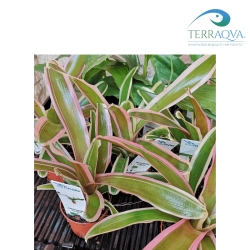 Neoregelia 'Fireball' | Online Sale | TERRAQUA