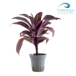 Cordyline 'Red Edge'.png