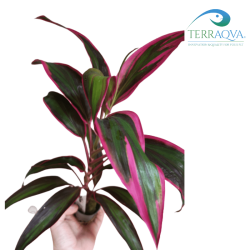 Cordyline 'Red Edge' dettaglio foglie 1.png