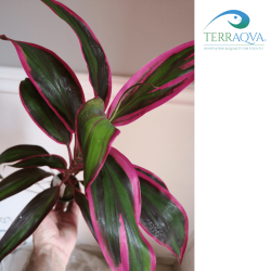 Cordyline 'Red Edge' | Buy Now Online | TERRAQUA
