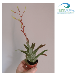 Catopsis Morreniana | Online Sale | TERRAQUA