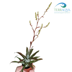 Catopsis Morreniana | Online Sale | TERRAQUA